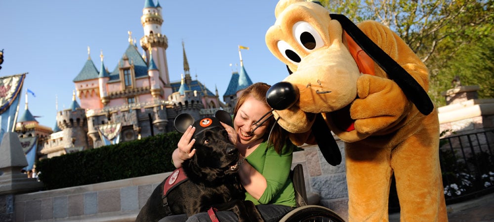 Pluto next to guest with service dog wearing Mickie ears