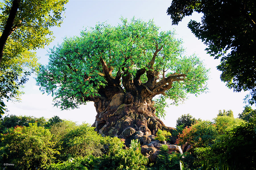 Tree of Life at Animal Kingdom- Disney World opening