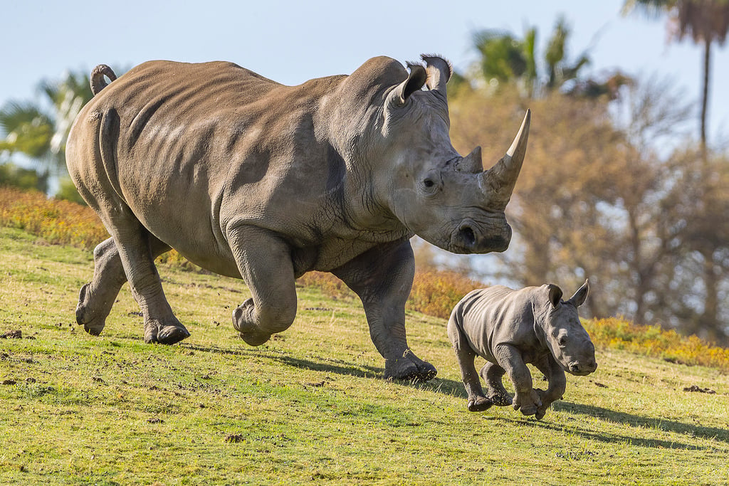 Rhinos running