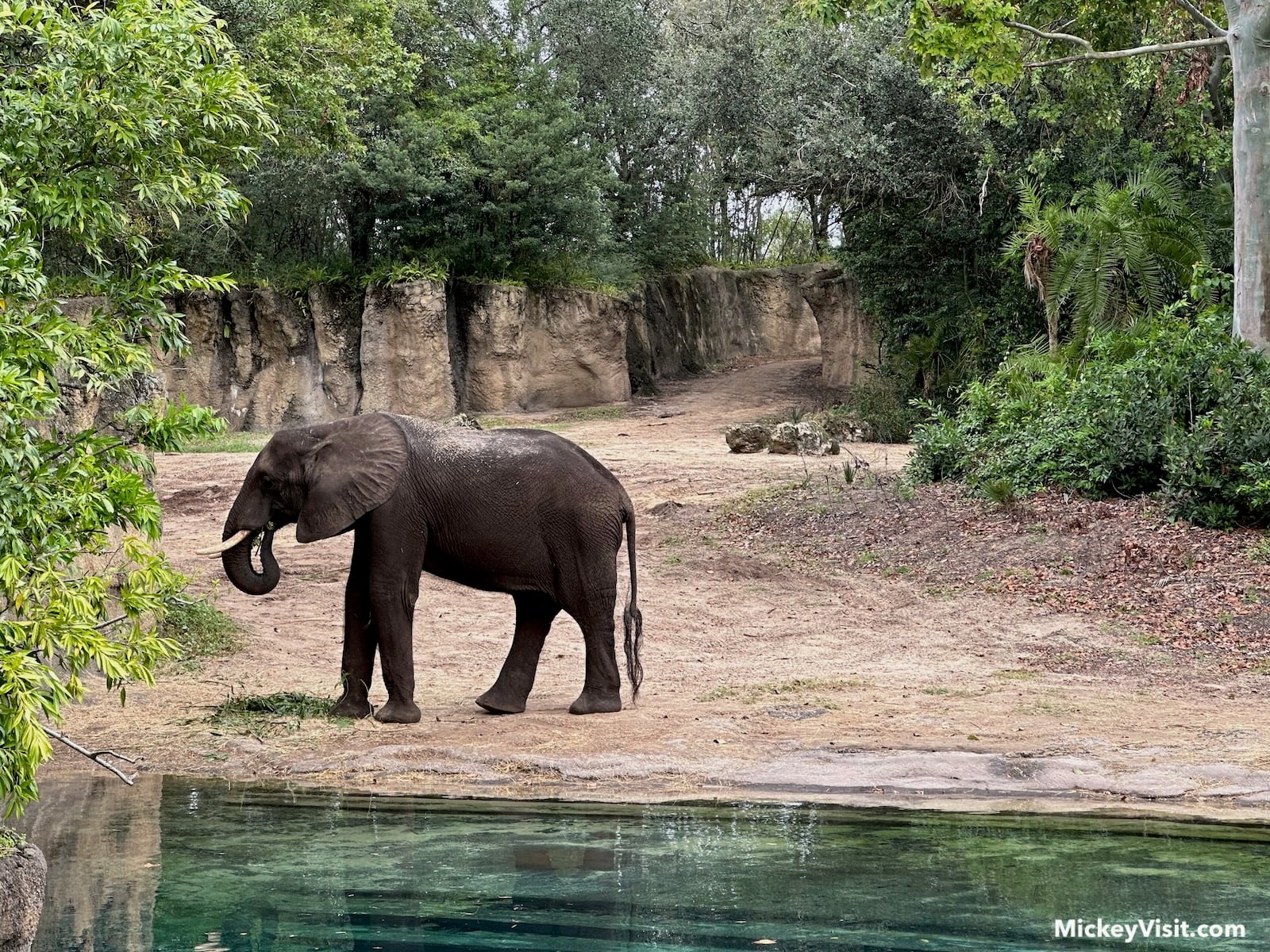 elephant at Animal Kingdom