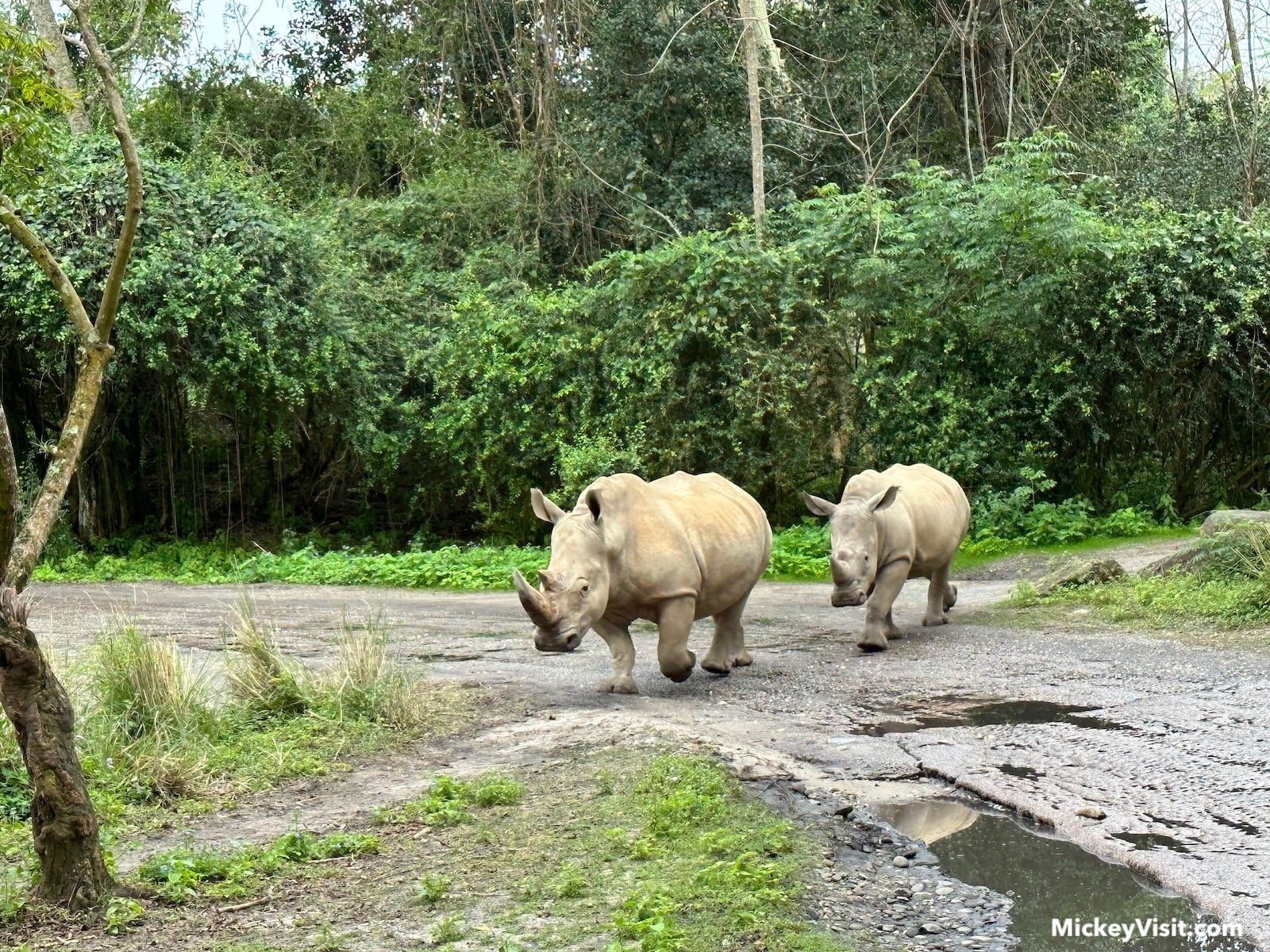 rhinos at Animal Kingdom