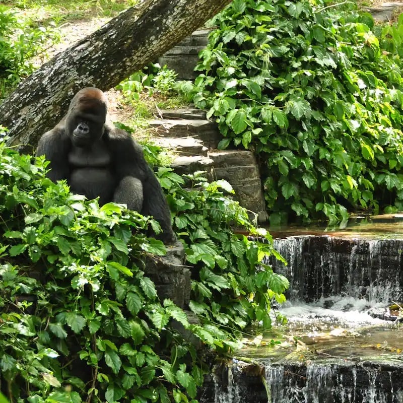 gorilla falls