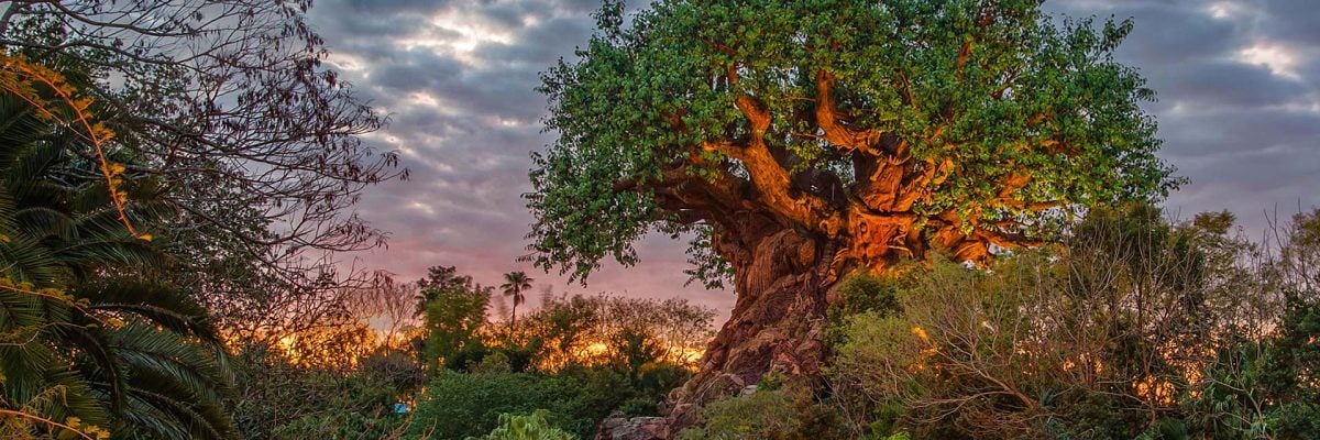 Best Animal Kingdom Rides - tree of life