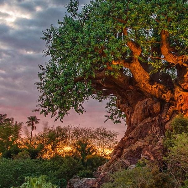 Best Animal Kingdom Rides - tree of life
