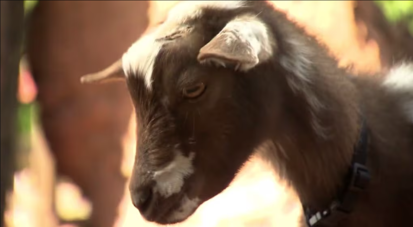 Guests could visit goats, sheep, and more at the retired Big Thunder Ranch petting zoo area.
