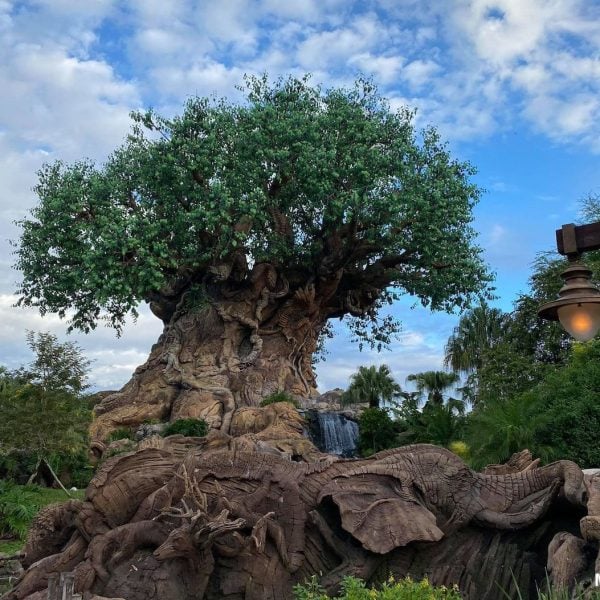 Animal Kingdom Strategy