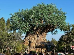 Animal Kingdom Tree of Life