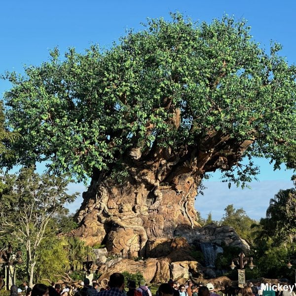 Animal Kingdom Tree of Life