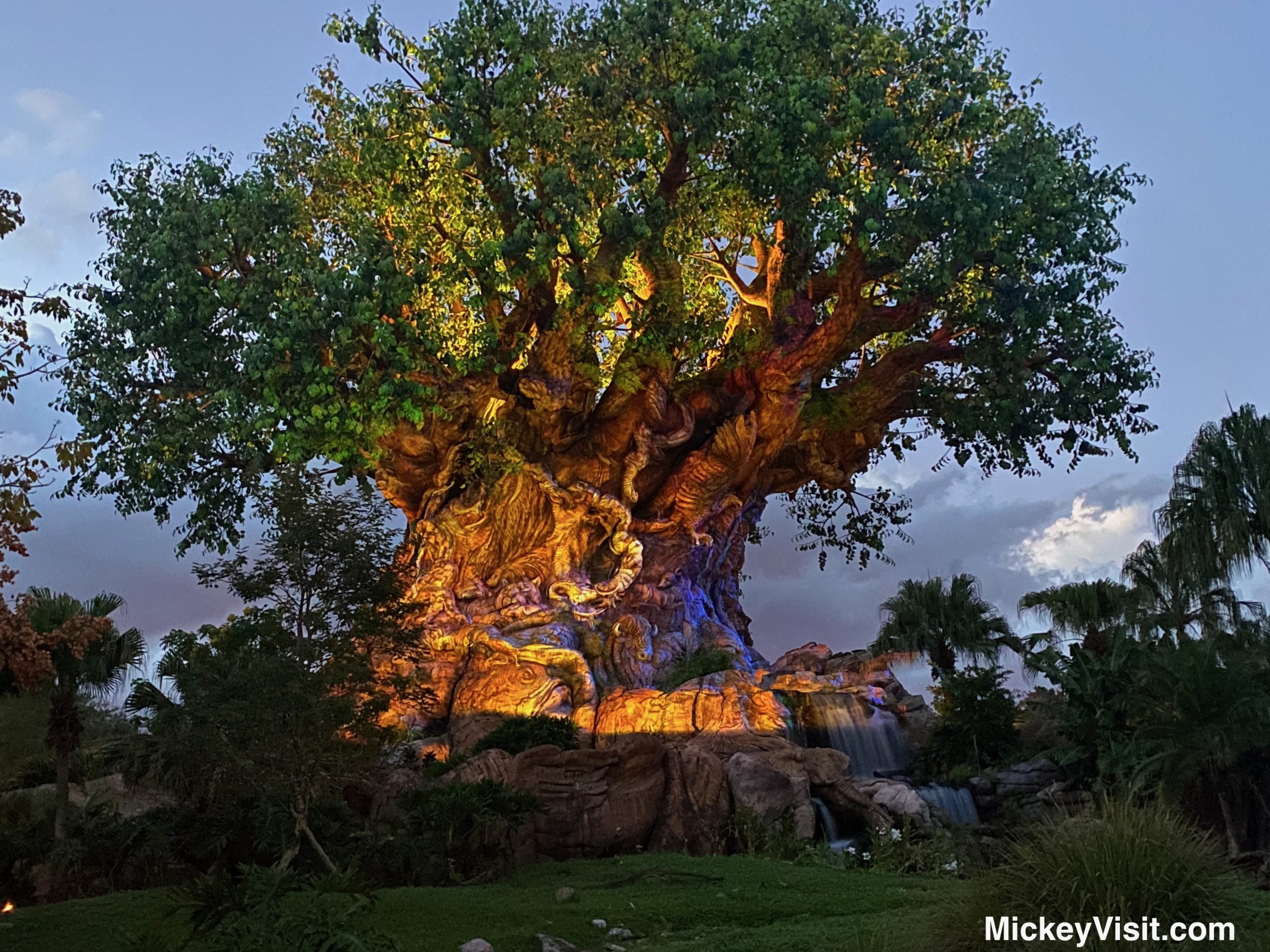 Tree of Life at sunset
