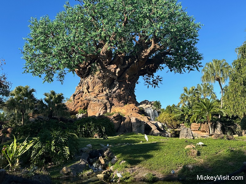 Animal Kingdom tree at Disney World