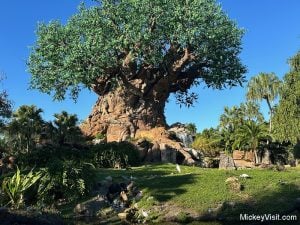 tree of life at animal kingdom