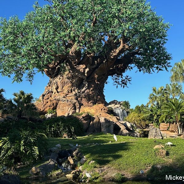 tree of life at animal kingdom
