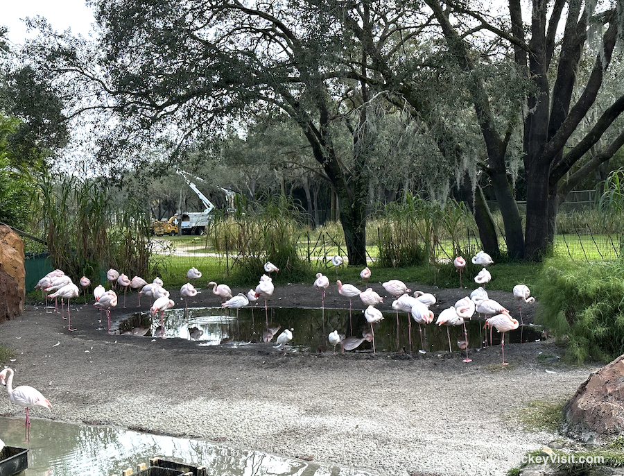 Flamingos at Animal Kingdom Lodge