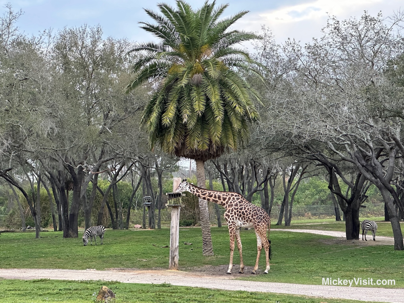 Giraffe and zebra at Animal Kingdom Lodge