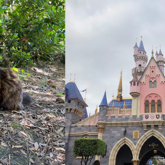 Sleeping Beauty Castle Disneyland cats