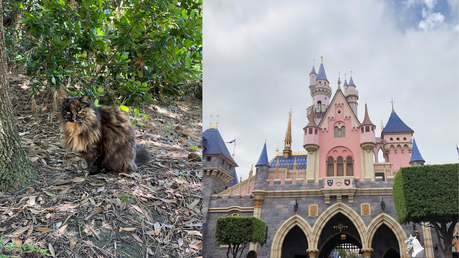 Sleeping Beauty Castle Disneyland cats