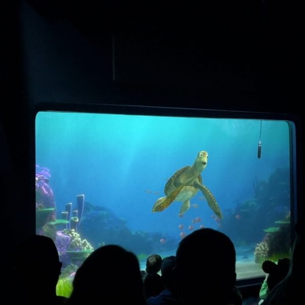 Turtle Talk With Crush