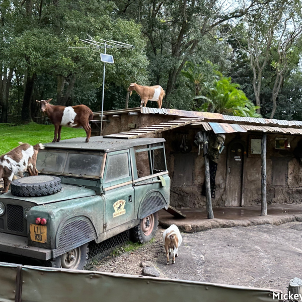 Kilimanjaro Safaris goats