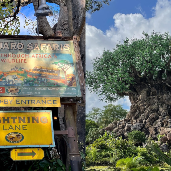 Animal Kingdom tree of life