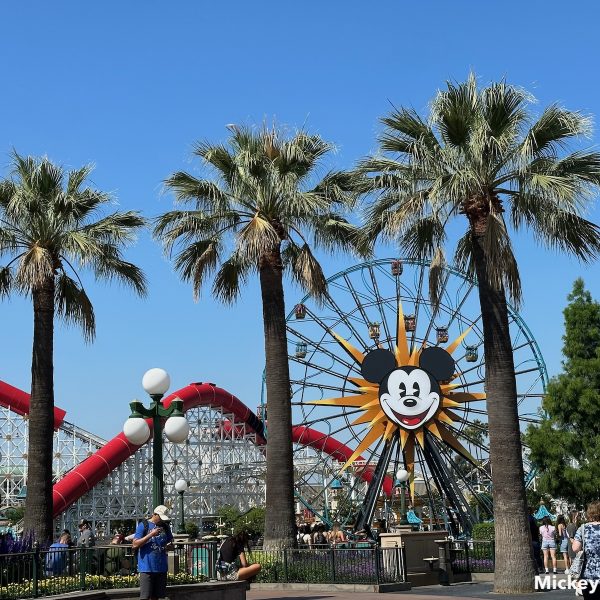 Disney California Adventure palm trees
