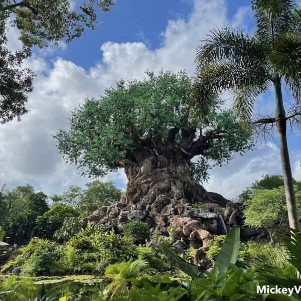 Tree of Life Animal Kingdom