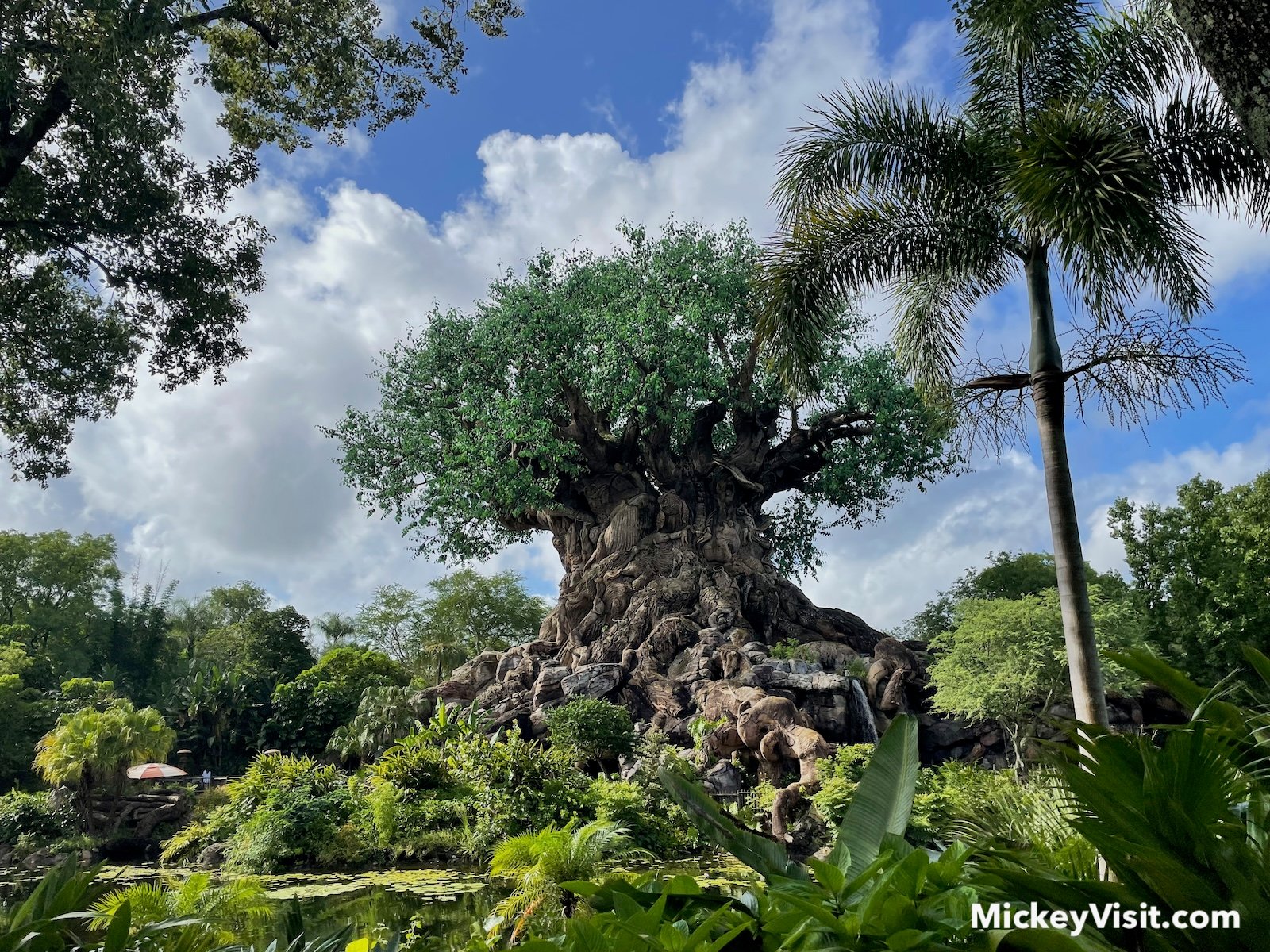 Tree of Life Animal Kingdom