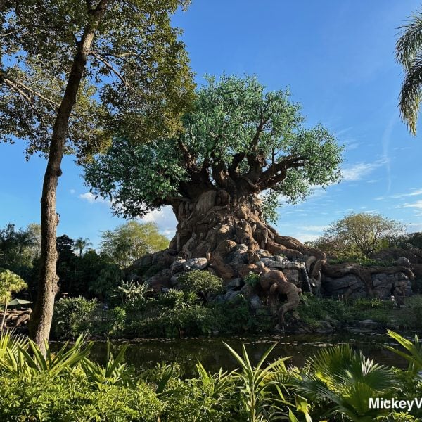 Tree of Life at Animal Kingdom