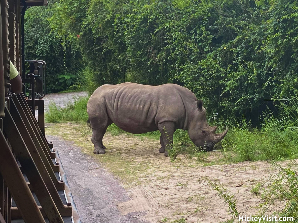 Kilimanjaro Safaris rhino