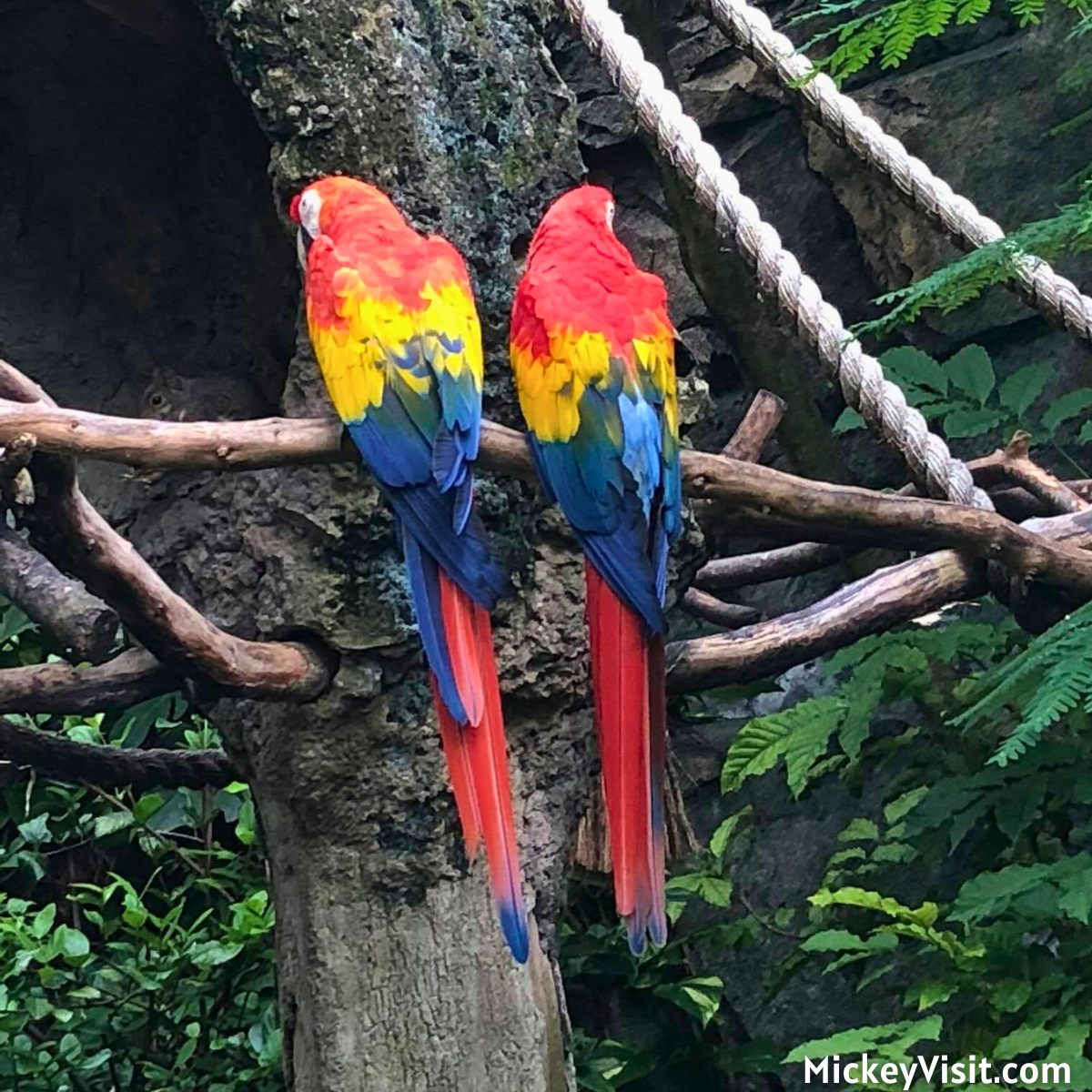 Animal Kingdom parrots