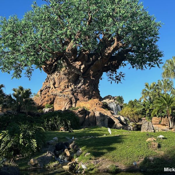 Animal Kingdom Tree of Life