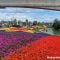 Flower and Garden EPCOT