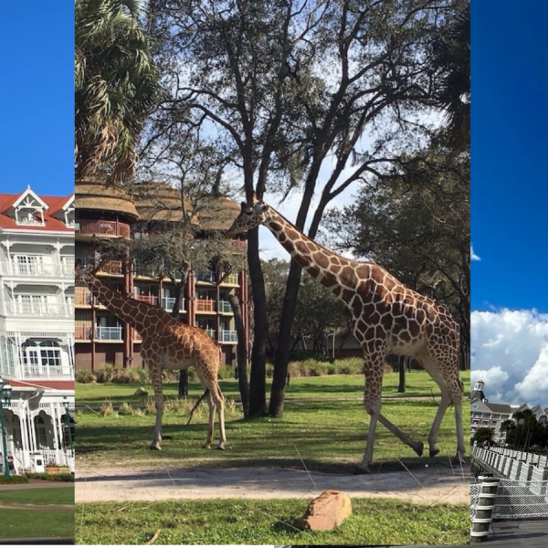 Disney World hotels