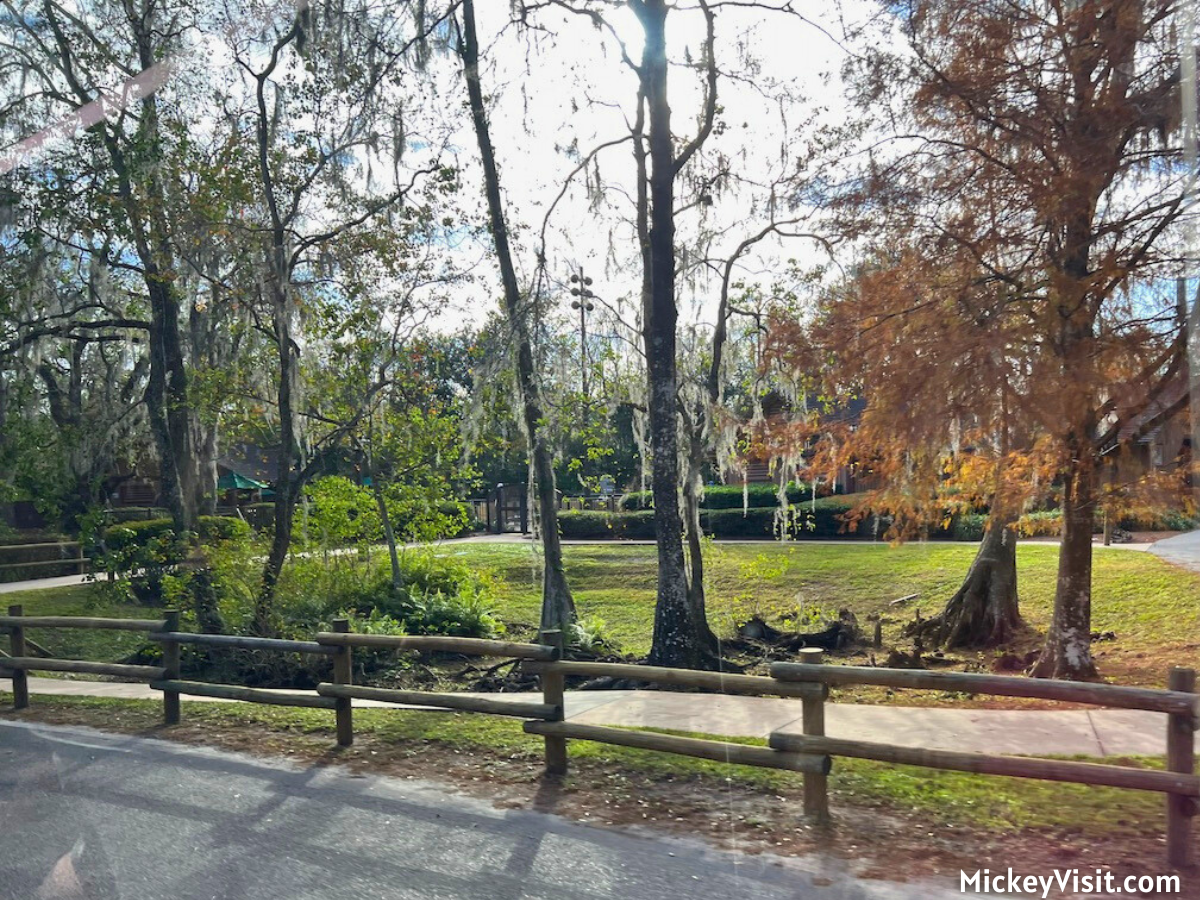 Disney's Fort Wilderness Resort trees