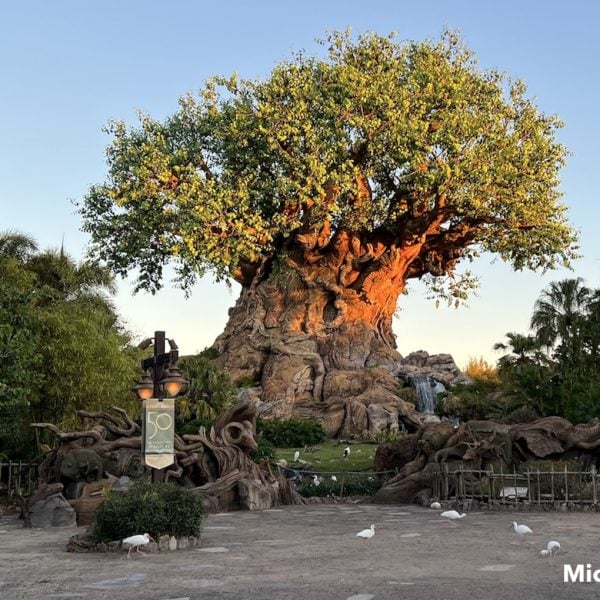 Animal Kingdom tree of life