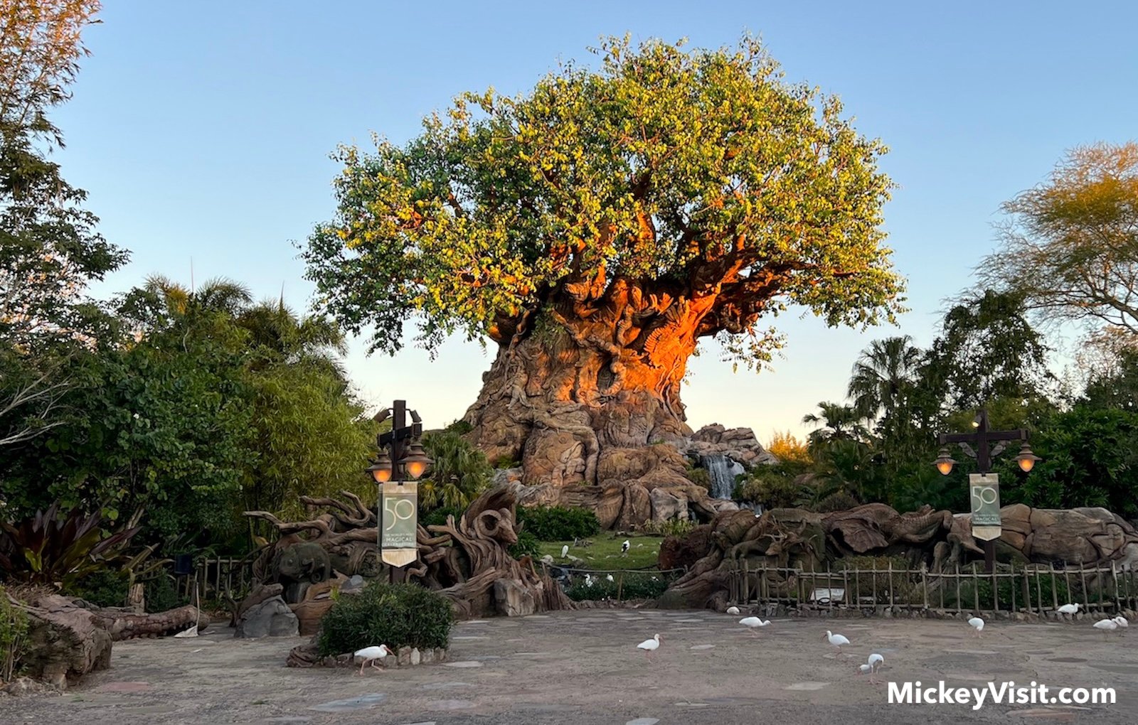 Animal Kingdom tree of life