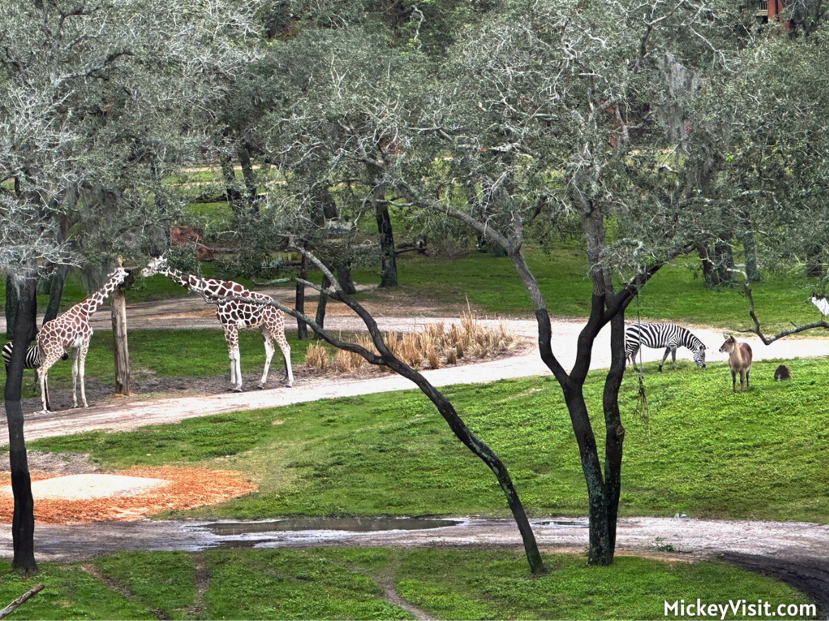 Disney's Animal Kingdom Lodge savanna