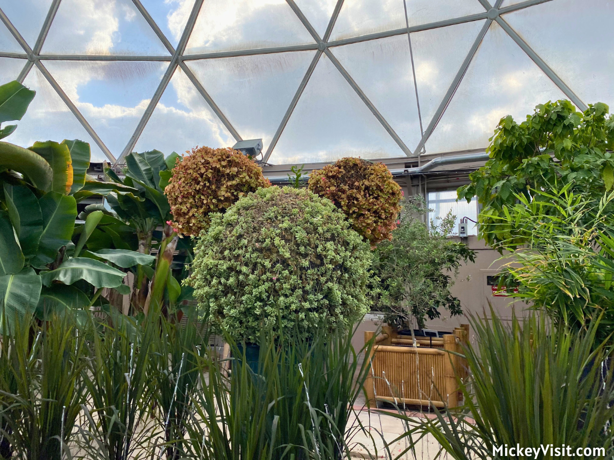 Living With the Land Mickey plant