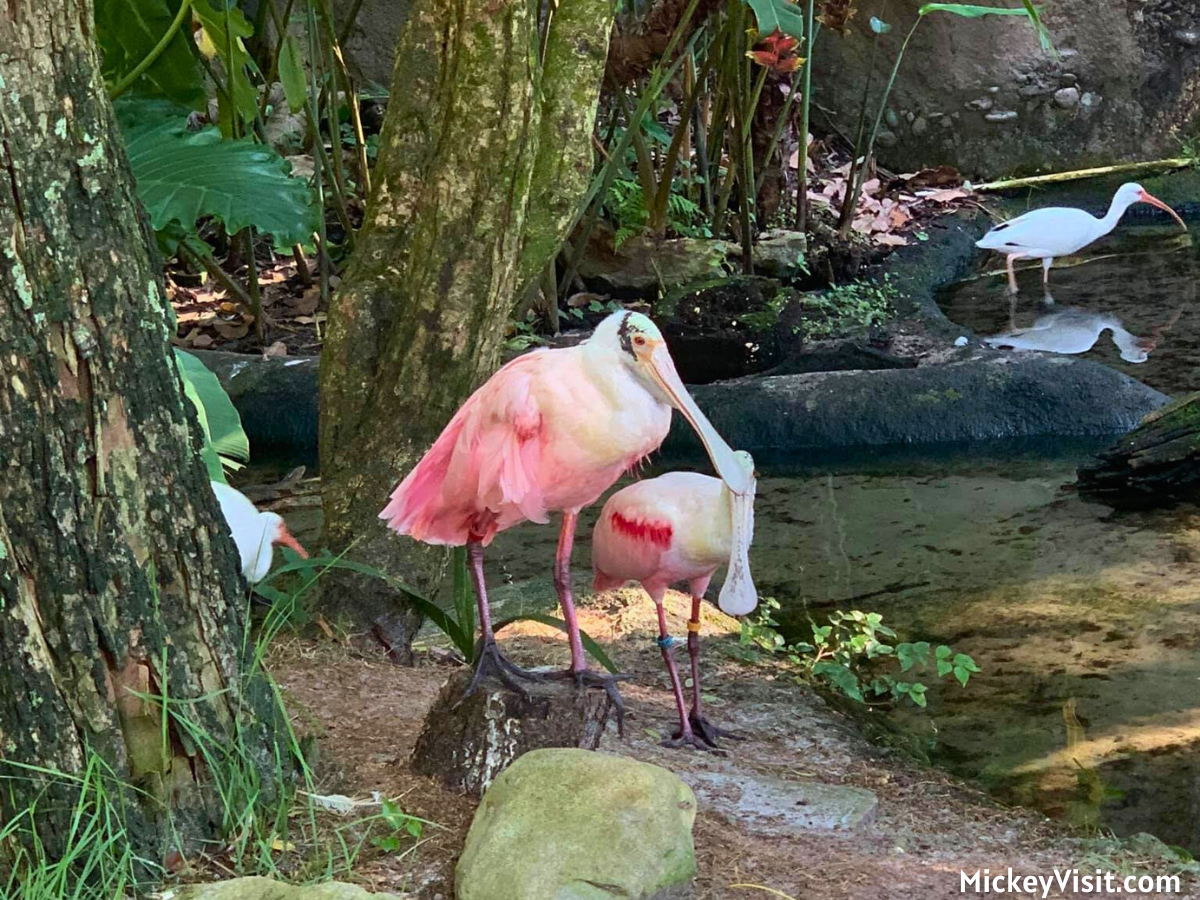 Animal Kingdom birds