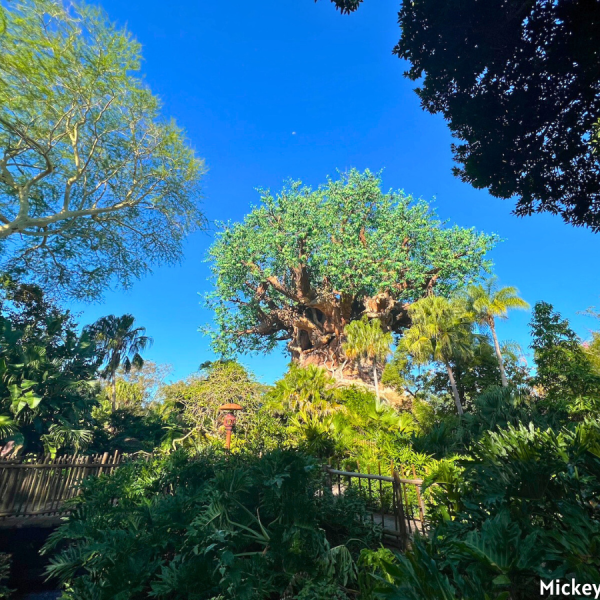Animal Kingdom Tree of Life