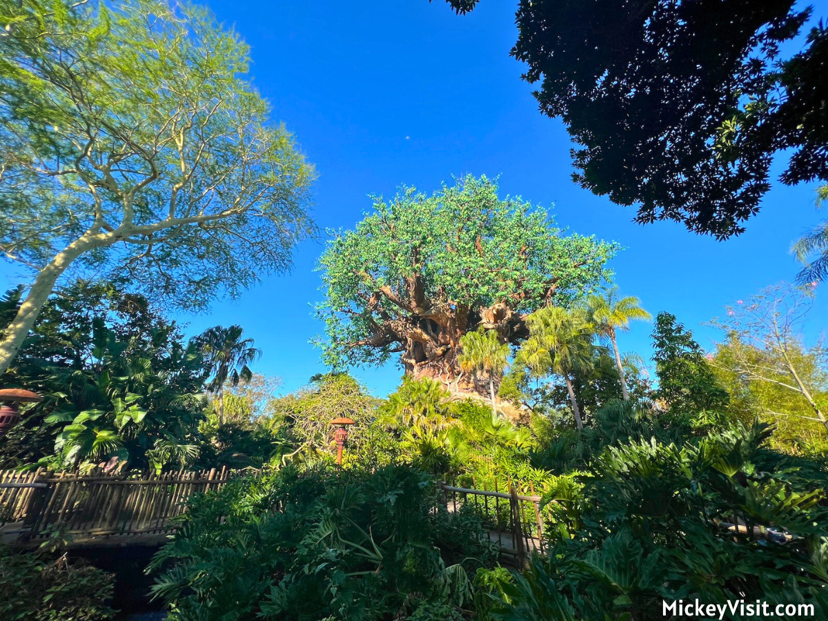 Animal Kingdom Tree of Life