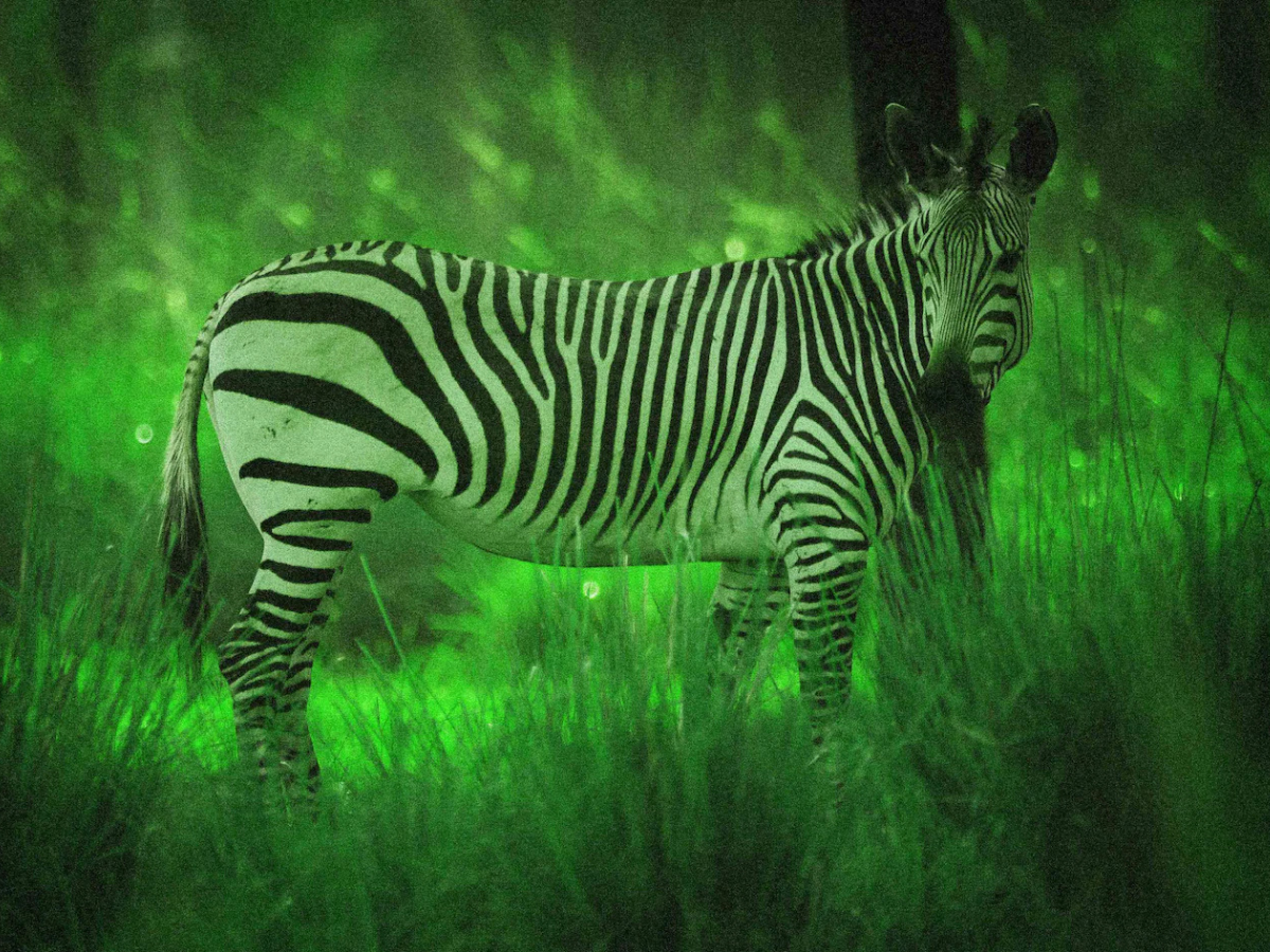 Starlight Safari