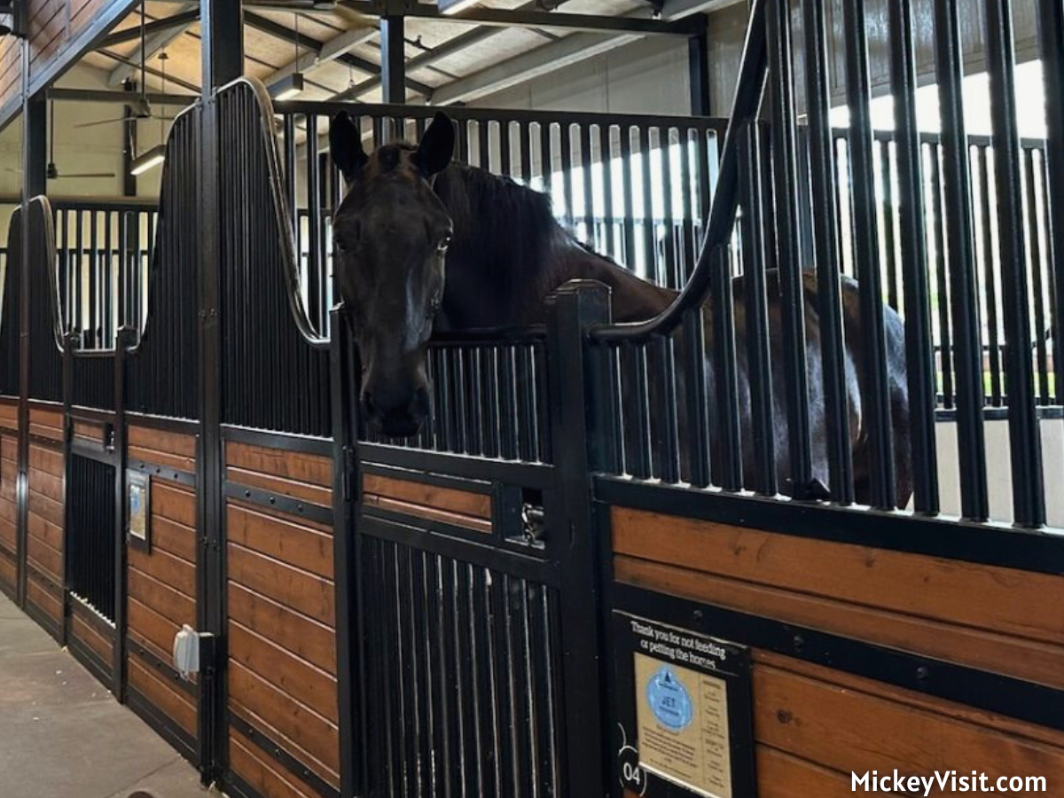 Tri-Circle-D Ranch horse