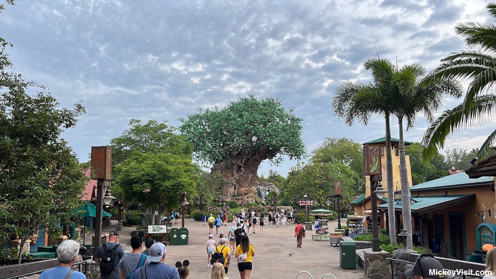 Animal Kingdom Tree of Life