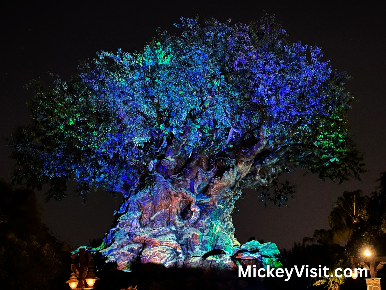 Tree of life Animal Kingdom
