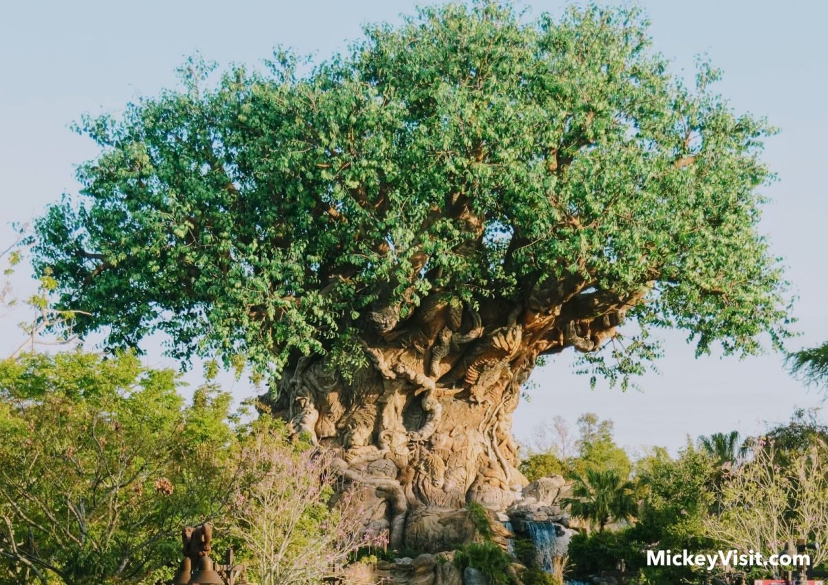 Tree of Life in sunlight