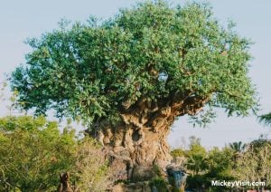 Tree of Life in sunlight