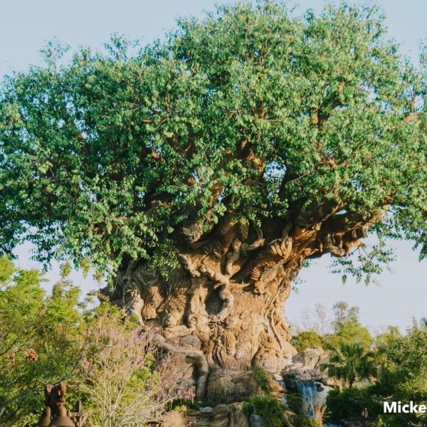 Tree of Life in sunlight