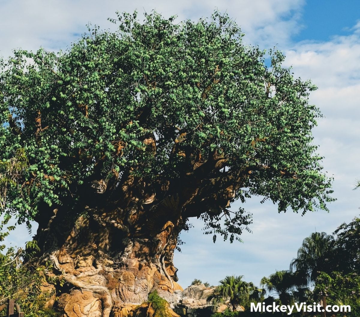 Tree of Life