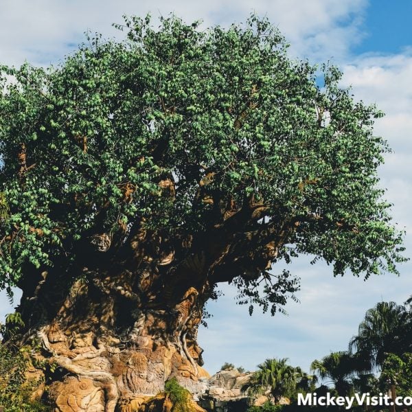Tree of Life