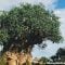 Tree of Life